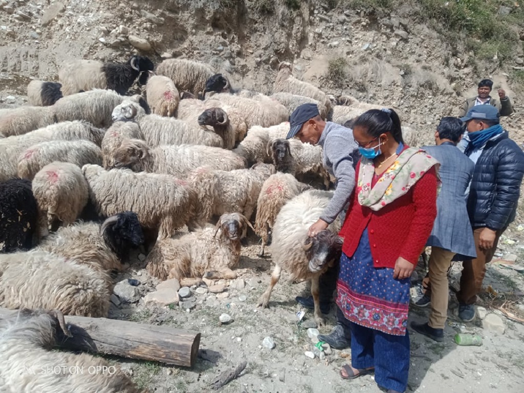 जुम्लामा गोठालो भत्ताका लागि किसानको आवेदन